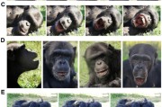 你梦见谁国际最新研究：机器人“打哈欠” 黑猩猩被传染
