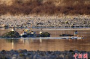 你梦见谁歙县完成安徽首个县域生物多样性调查 共记录物种近4千种